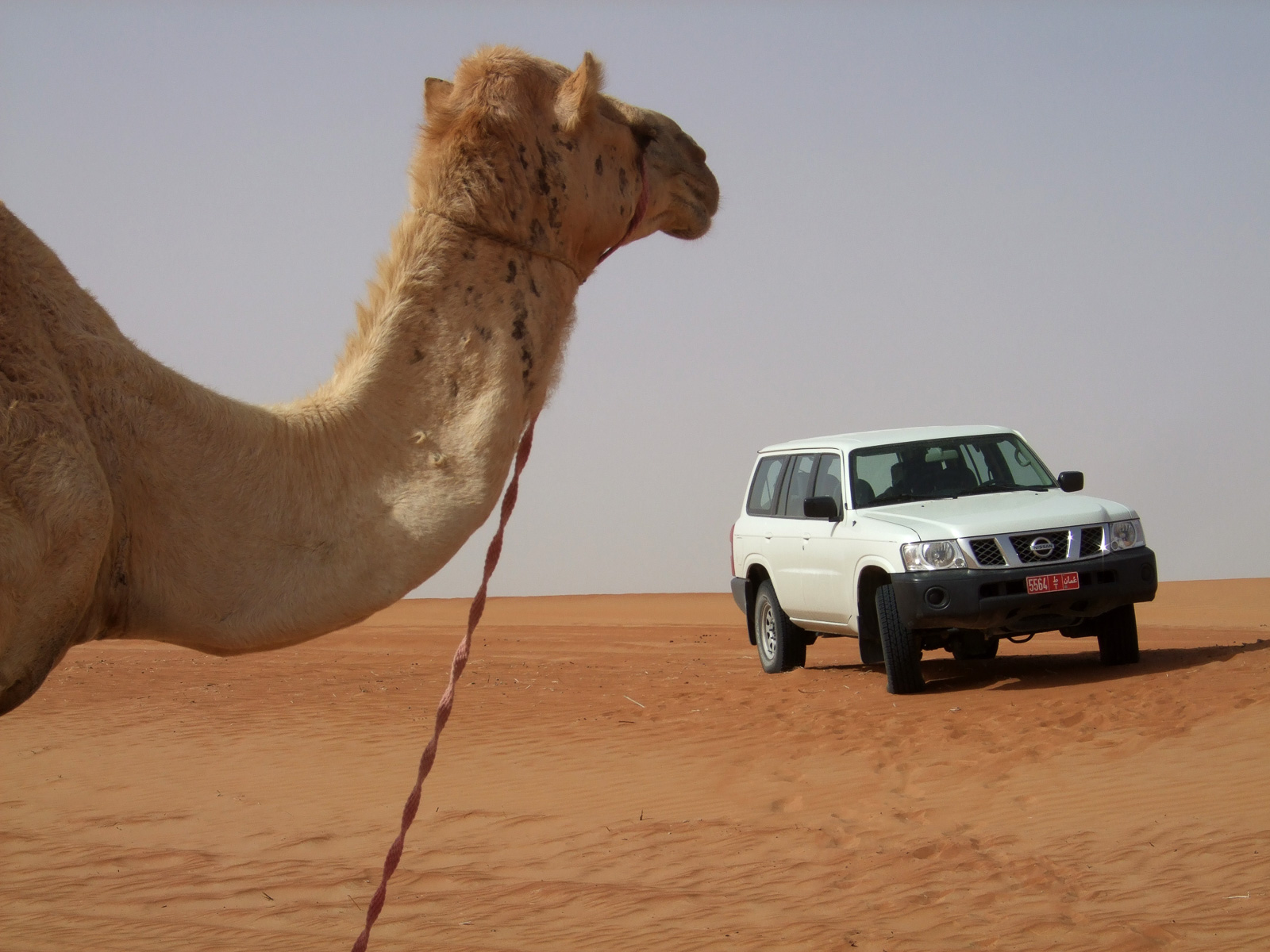 Oman Deserts and Camels