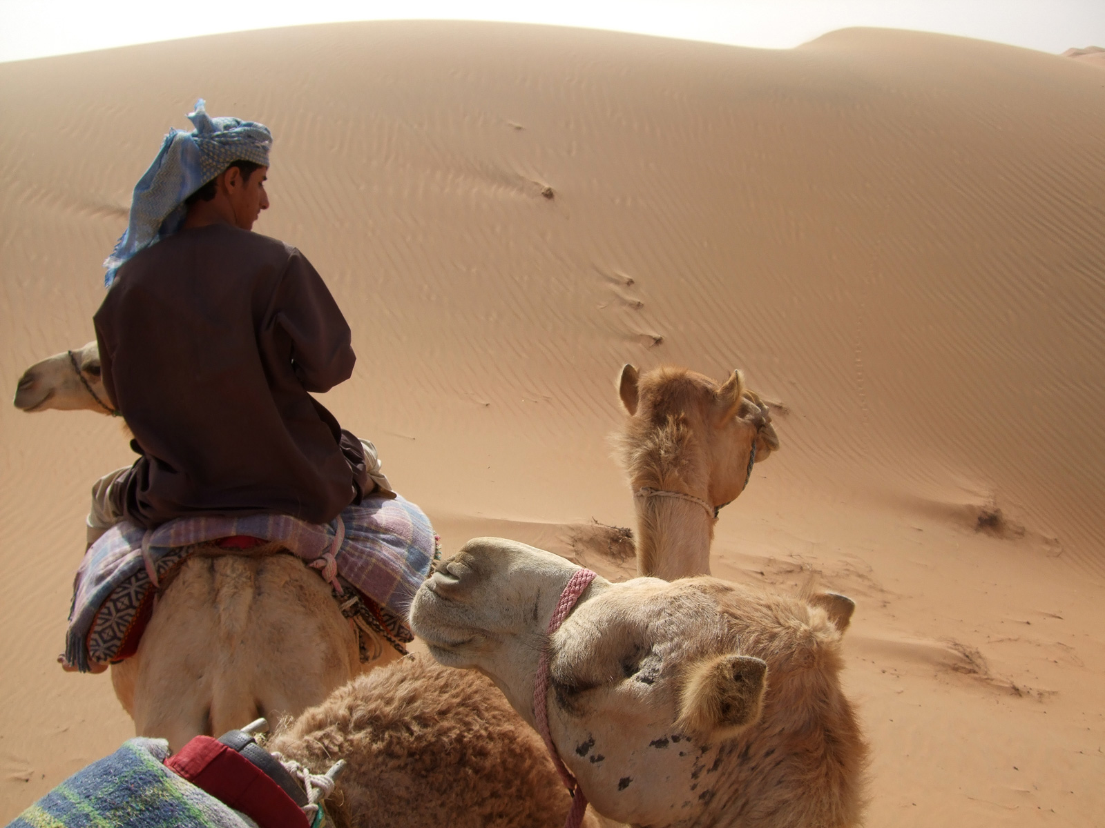 Oman Deserts and Camels